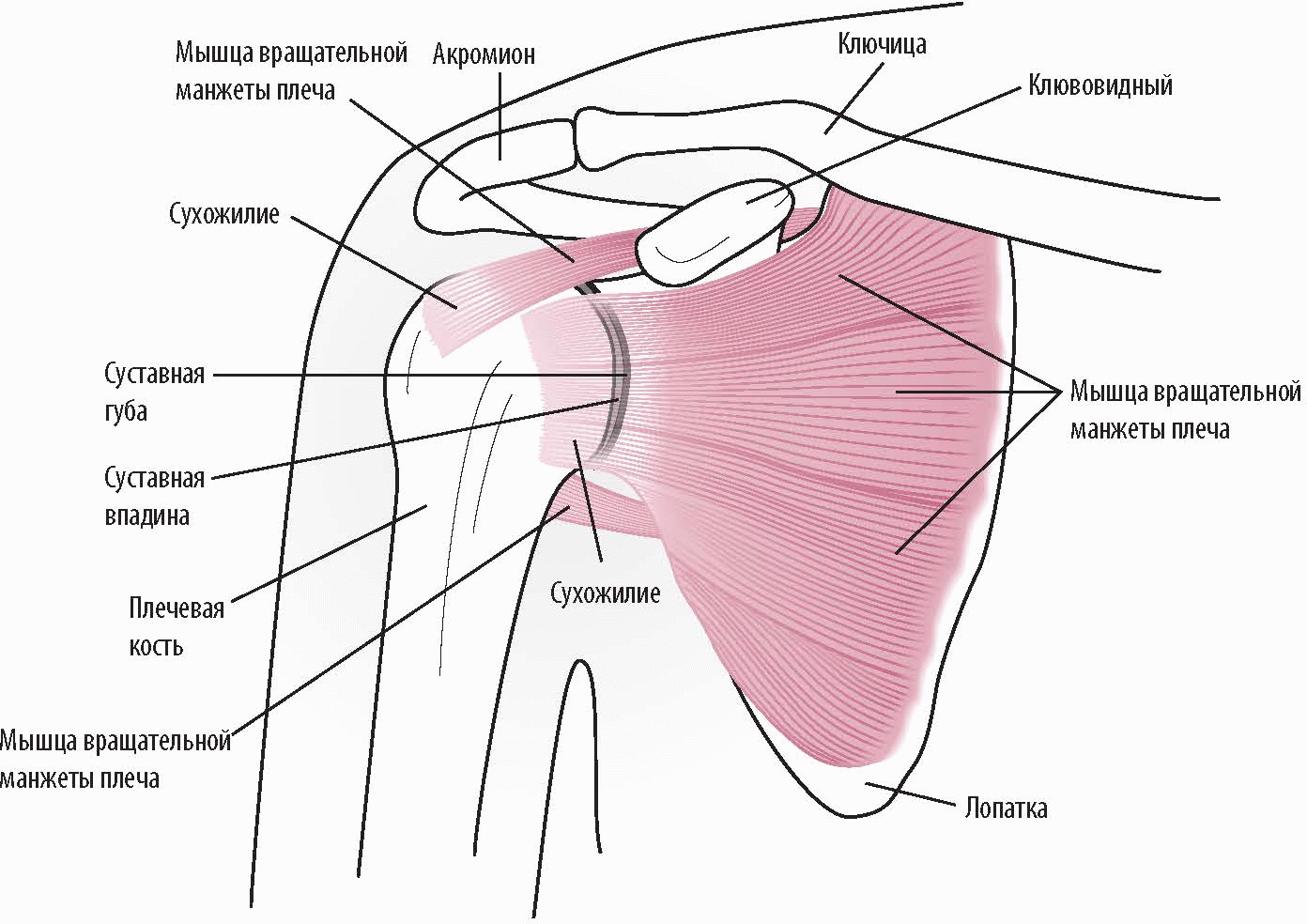 Анатомия плеча 